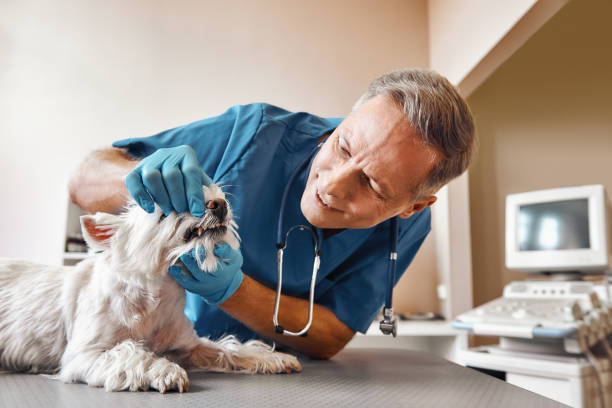 Best Emergency Broken Tooth Repair in Endicott, NY